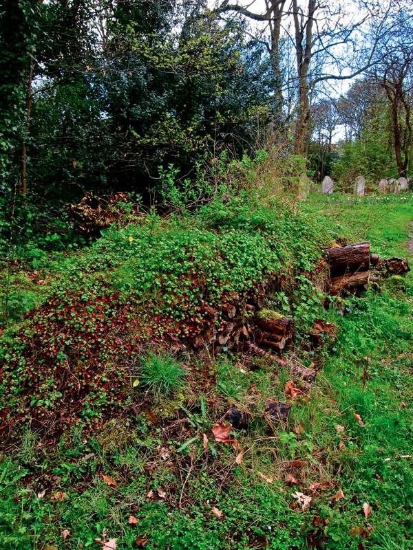 Bluebells at Bow Cemetery Spitalfields Life