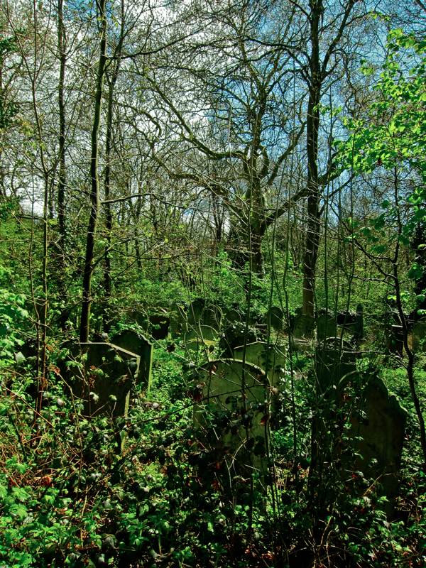 Bluebells at Bow Cemetery Spitalfields Life