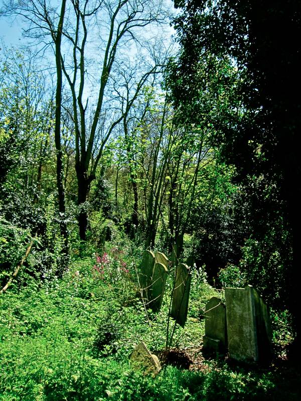 Bluebells at Bow Cemetery Spitalfields Life