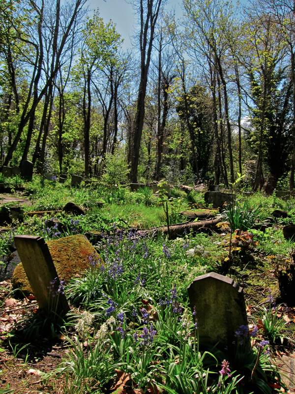 Bluebells at Bow Cemetery Spitalfields Life