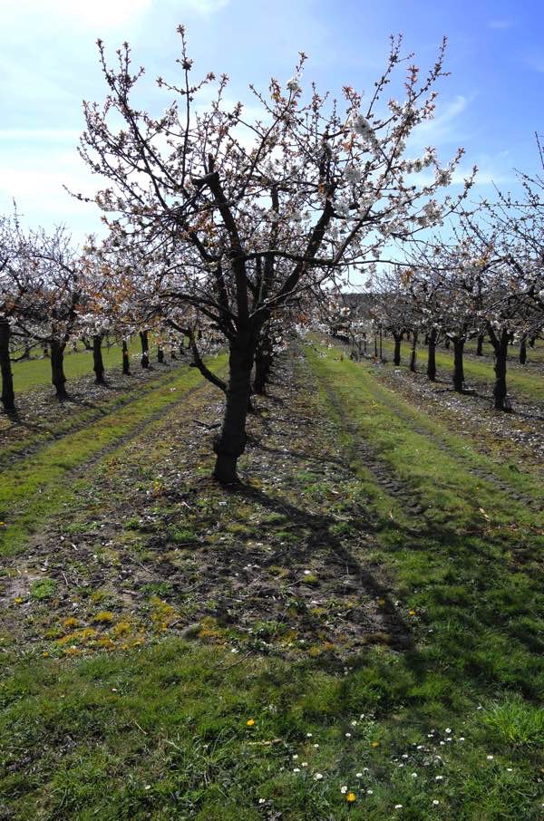 In The Cherry Orchards Of Kent Spitalfields Life