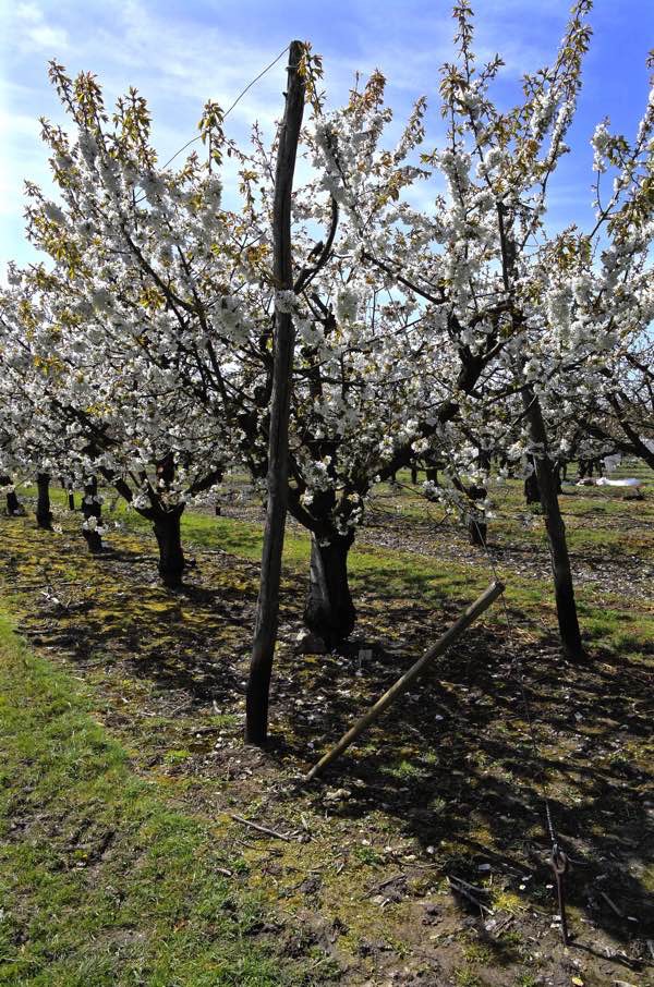In The Cherry Orchards Of Kent Spitalfields Life