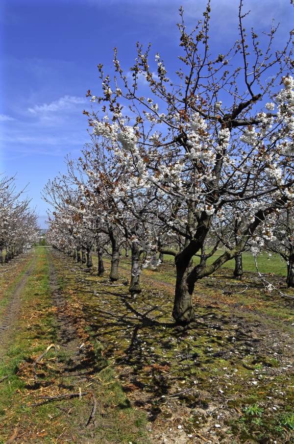 In The Cherry Orchards Of Kent Spitalfields Life