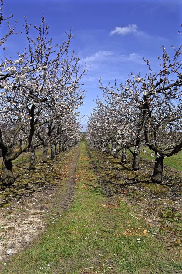 In The Cherry Orchards Of Kent Spitalfields Life
