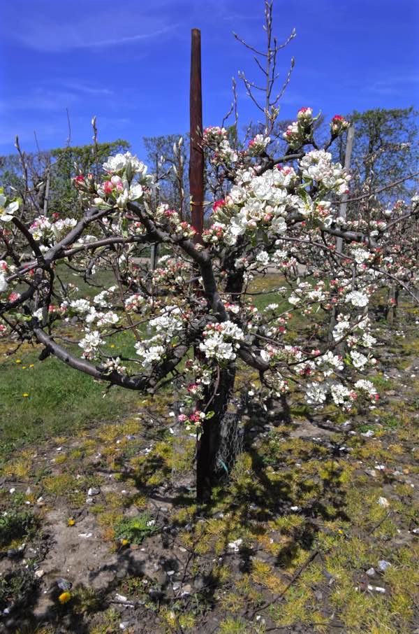 In The Cherry Orchards Of Kent Spitalfields Life
