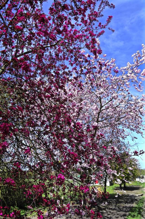 In The Cherry Orchards Of Kent Spitalfields Life