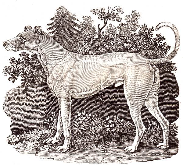 Thomas Bewick’s Dogs | Spitalfields Life