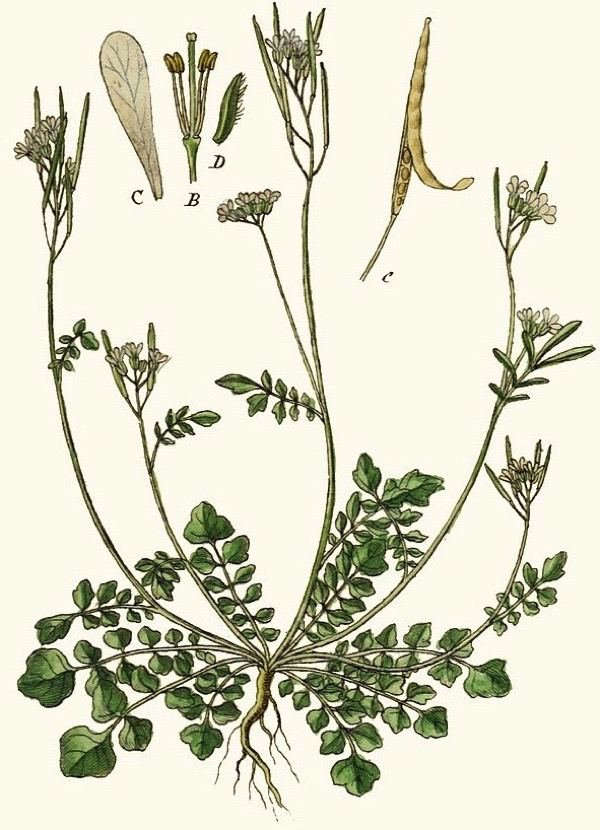 699px-Cardamine_hirsuta_-_Deutschlands_flora_in_abbildungen_nach_der_natur_-_vol._12_-_t._38